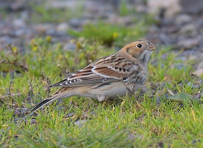 Lapland Bunting