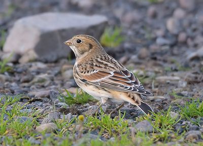 Lapland Bunting