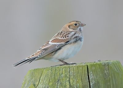 Lapland Bunting