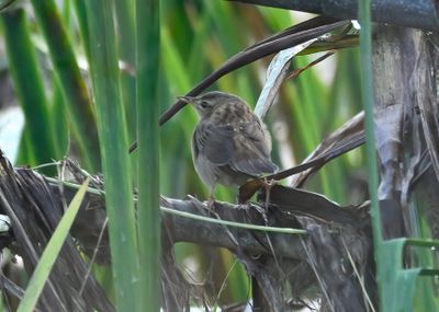 Pallas's Grasshopper Warbler
