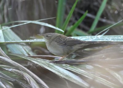 Pallas's Grasshopper Warbler