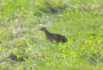 Corncrake