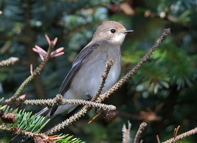 Pied Flycatcher
