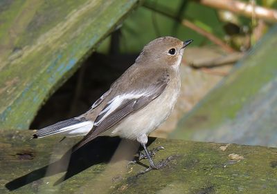 Pied Flycatcher