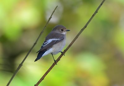 Pied Flycatcher
