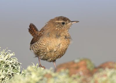 Wren