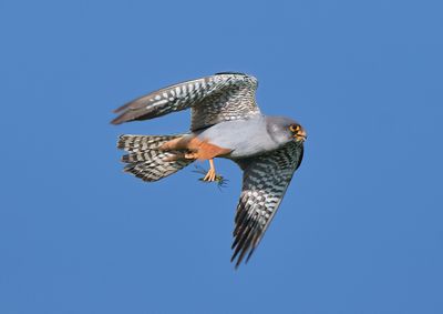 RED-FOOTED FALCON