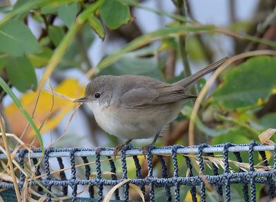 Eastern Subalpine Warbler 
