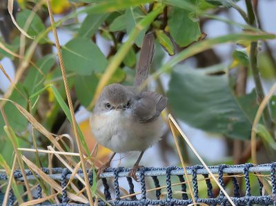 Eastern Subalpine Warbler 
