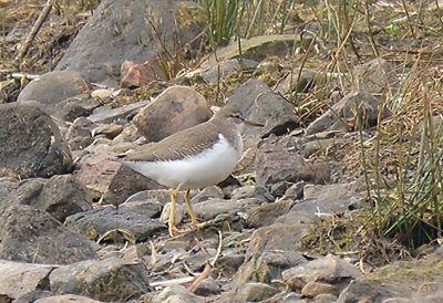 Spotted Sandpiper