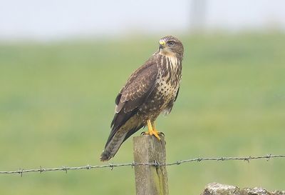 Buzzard