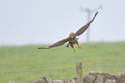 Buzzard