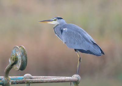 Grey Heron