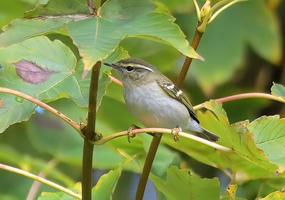 Yellow-browed Warbler