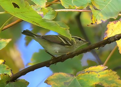 Yellow-browed Warbler