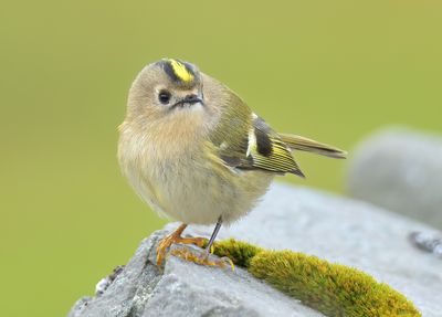 Goldcrest