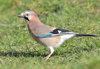 Jay