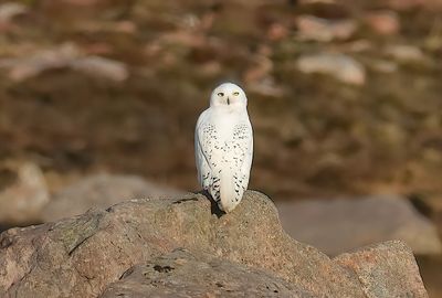 SNOWY OWL