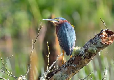 Green Heron