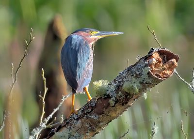 Green Heron