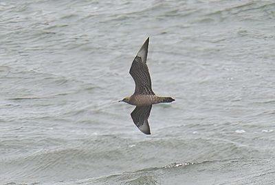 Arctic Skua