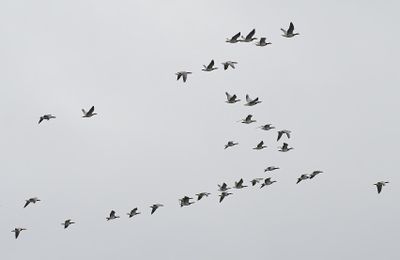 Barnacle Goose