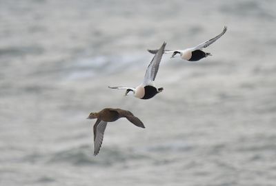 Eider Duck