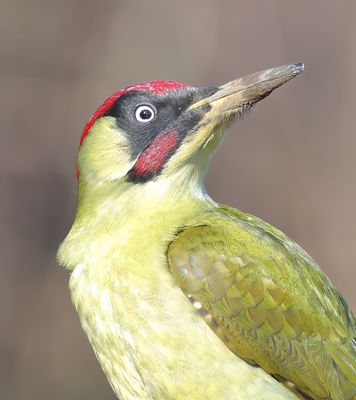 Green Woodpecker