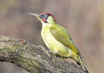 Green Woodpecker