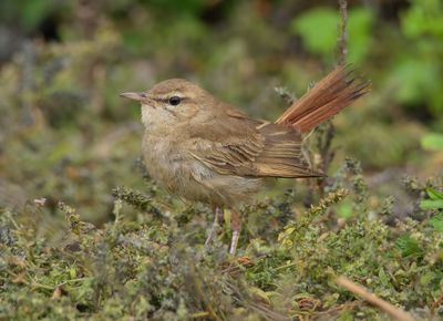 Rufous Bush Chat