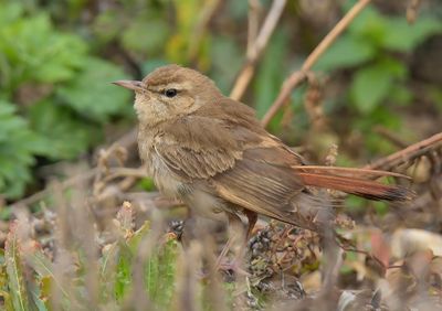 Rufous Bush Chat