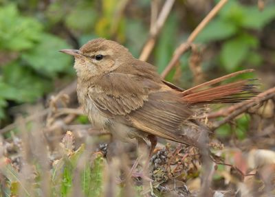 Rufous Bush Chat