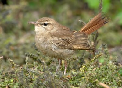 Rufous Bush Chat