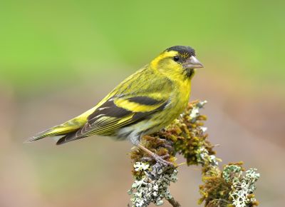 Siskin