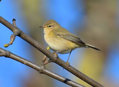Chiffchaff