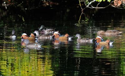 Mandarin