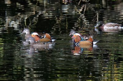 Mandarin