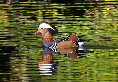 Mandarin