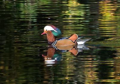 Mandarin