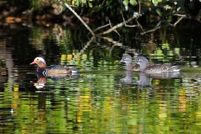 Mandarin