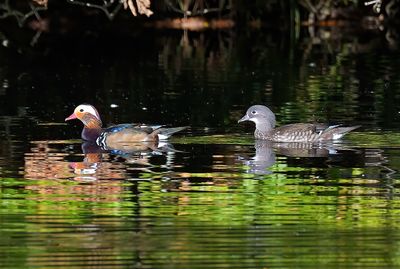Mandarin