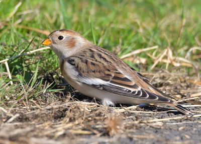 Snow Bunting