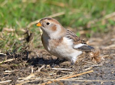 Snow Bunting
