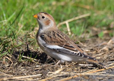 Snow Bunting