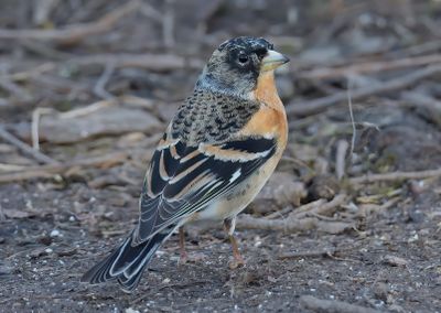 Brambling