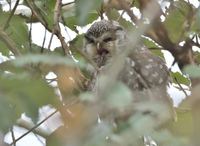 Tengmalm's Owl