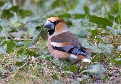 Hawfinch