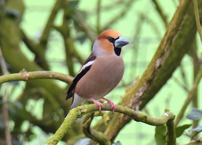 Hawfinch