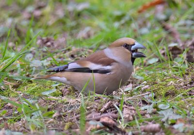 Hawfinch