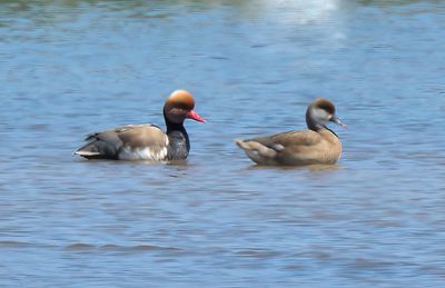 Red-crested Pochard